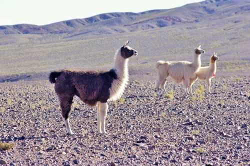 TREKKING NEL DESERTO DI ATACAMA 2015